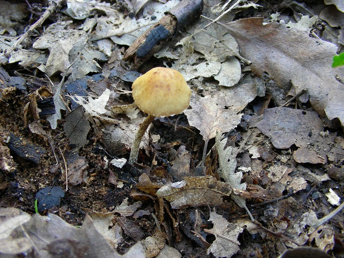 979 Marzo vecchio ritrovamento